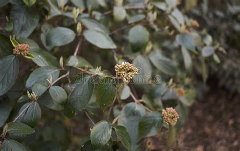 Viburnum Carlesii Shrub in Bloom Stock Photo - Image of flower ...