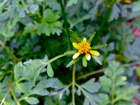 Neotropical Plant Portal - Bidens bipinnata