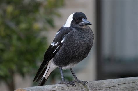 Australian Magpie Facts, Habitat, Diet, Life Cycle, Baby, Pictures