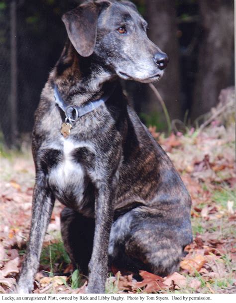 State Dog, Plott Hound | NCpedia