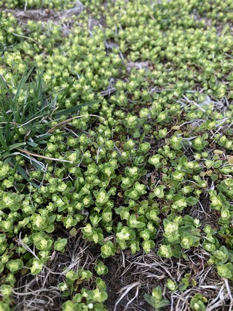 Anyone know what weed this is? Applied one round of Tenacity 2 weeks ...