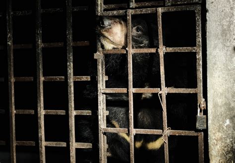 Moon Bears Rescued from Horrific Bear Bile Farming Trade Will Receive the Best Care | Science Times