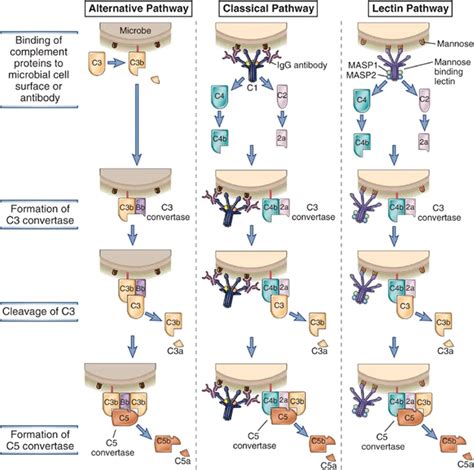 Complement Pathways: Types, Functions, Regulation • Microbe Online