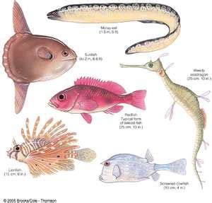 Groups: There are two subclasses of Osteichthyes are actinopterygii and sarcopterygii. The ...