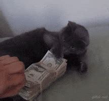 Money Cat GIFs - Find & Share on GIPHY