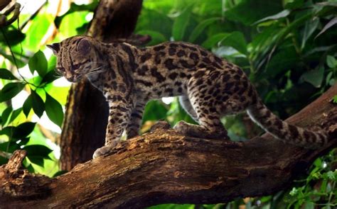 Margay Cat Facts, Size, Habitat, Diet, Kitten, with Pictures