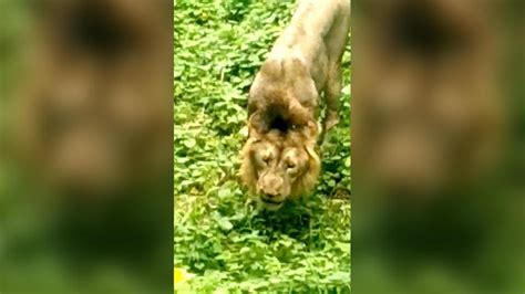 Lion captured eating grass, baffles many. Some argue it’s common ...