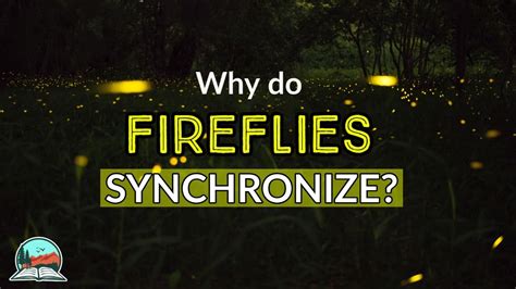 Why do Congaree's Fireflies Synchronize? | Congaree National Park ...