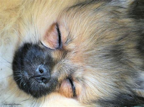 A Sleeping Pomeranian Puppy by Kimmary on DeviantArt