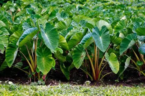 16 Medicinal Health Benefits Of Taro (Colocasia esculenta) - Agric4Profits