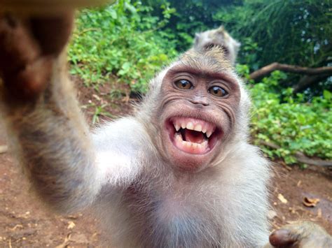 Un singe a volé un appareil photo et fait un selfie avec