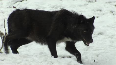 Image - 277824341-mackenzie-valley-wolf-yellowstone-black-color ...