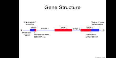 Gene Function and Structure - Assignment Point