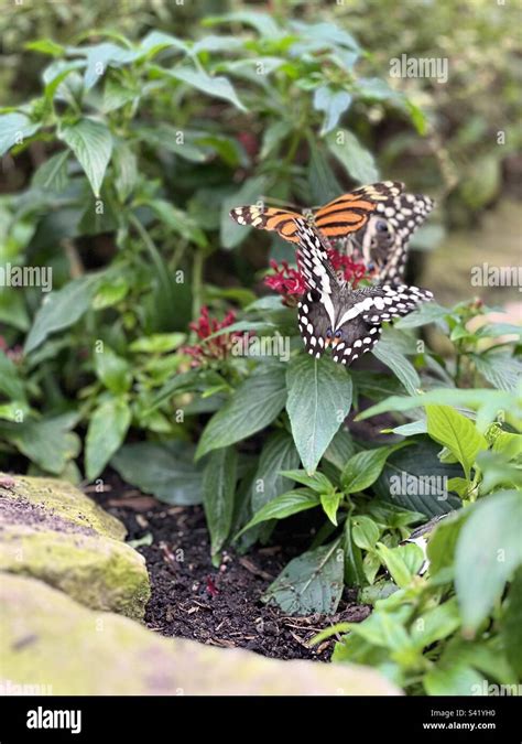 Stratford butterfly farm Stock Photo - Alamy