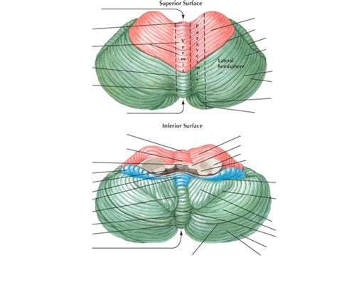 cerebellum anatomy Diagram | Quizlet