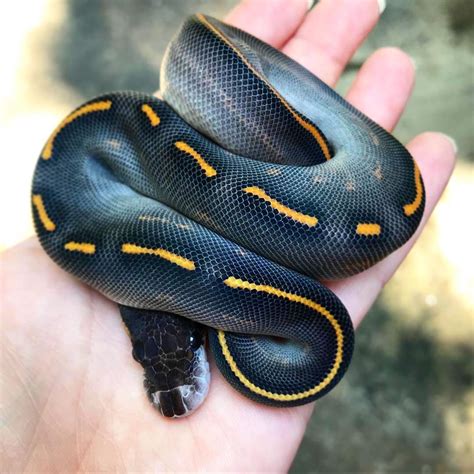 5,838 Likes, 21 Comments - Discover Snakes 🐍 (@discoversnakes) on Instagram: “Beautiful ball ...