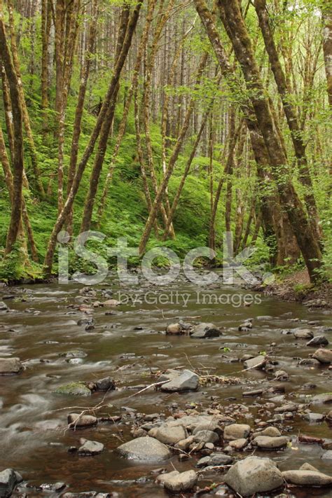 Gales Creek Stock Photo | Royalty-Free | FreeImages