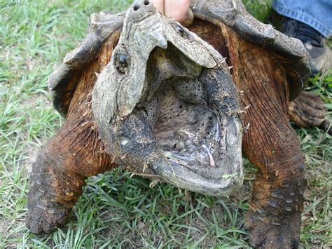 Rarrr. | Loggerhead, aka alligator snapping turtle | By: hspauldi | Flickr - Photo Sharing!