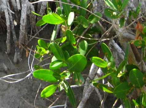 Red Mangroves Leaves