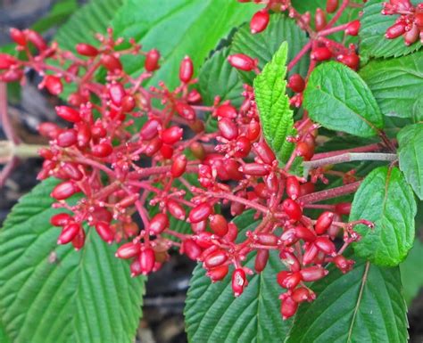 Viburnum berries - The Obsessive Neurotic Gardener