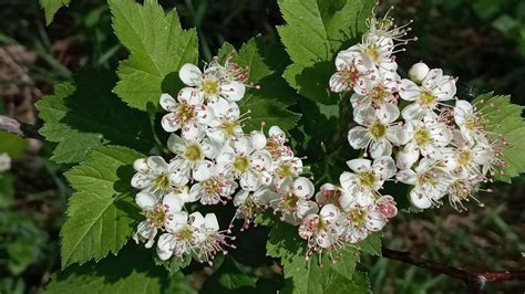 Mayflower Flower: Massachusetts State Flower – Gardendi