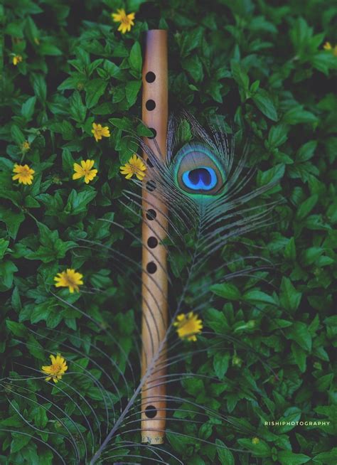 Krishna Peacock Feather 4k Wallpaper - Peacock Feather Wallpaper ...