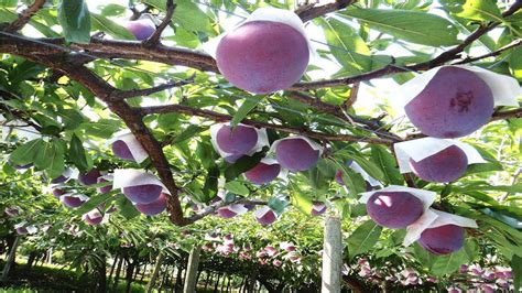 Japan Giant Plum Farm Harvesting - Sumo Plum Japan - Amazing Japan ...