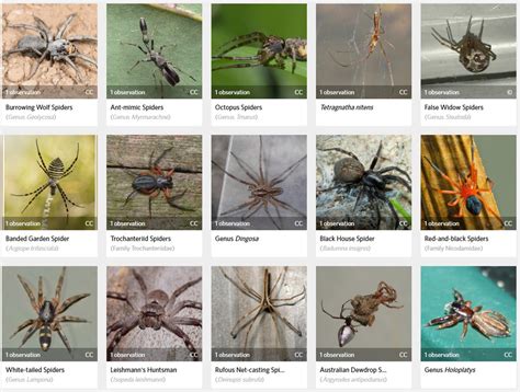 Spider Wikipedia, 59% OFF | www.elevate.in