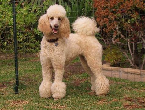 Some Tips About The Poodle Dog