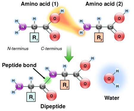 Amino Acids, Peptide Bonds & Protein Level Structures | Study.com