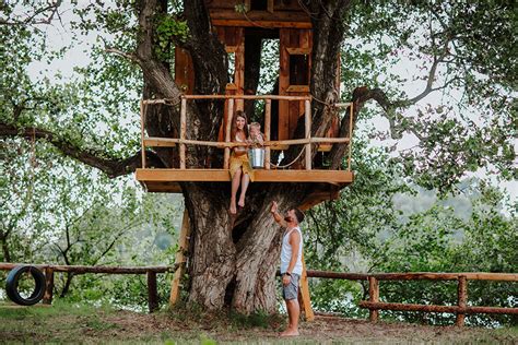 What Are the Best Trees for Building a Treehouse?