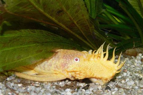 Albino Bristlenose Pleco Feeding, Breeding and Care Guide