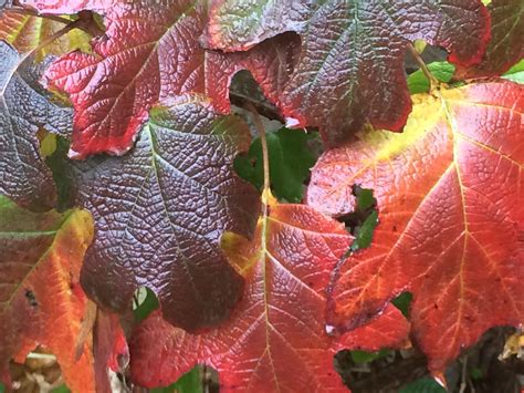 How to Grow Oakleaf Hydrangea Shrubs