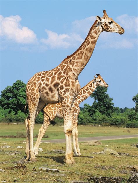 10 best Giraffe images on Pinterest | Giraffes, Leo and Lion