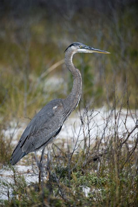 Free Images : sea, wildlife, beak, feather, stork, water bird, florida, grey heron ...