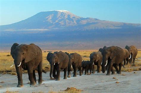 Ol Tukai Lodge - Kenya, Amboseli National Park (Location)