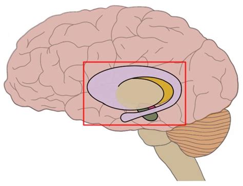 Basal ganglia - definition