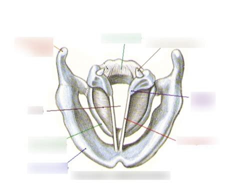 Vocal Folds Anatomy Diagram | Quizlet