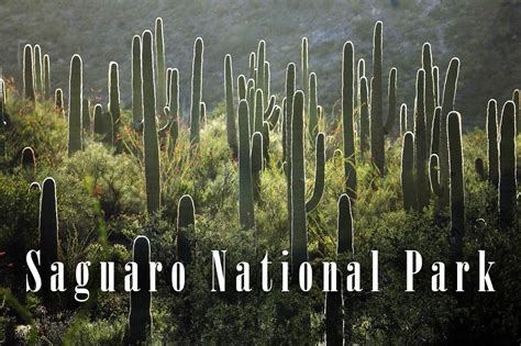 Saguaro National Park – a magical trip | DinoAnimals.com