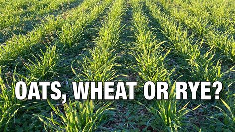 Oats, Wheat or Rye: Which Should You Plant in your Deer Food Plots ...