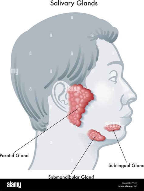 Salivary Glands Model Labeled