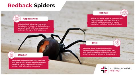 Your Guide to the Redback Spider