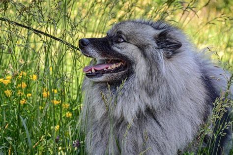 Keeshond: Dog breed characteristics & care