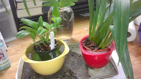 Maria's Orchids: My Orchid Care: On Watering my Orchids