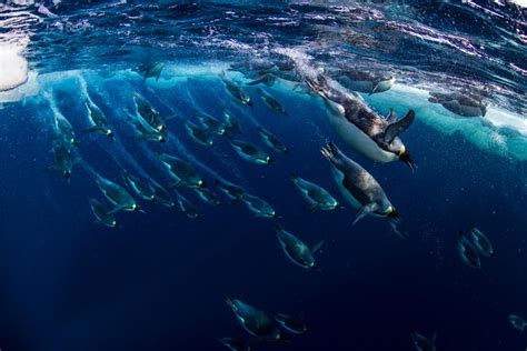 Top 10 facts about Emperor penguins | WWF