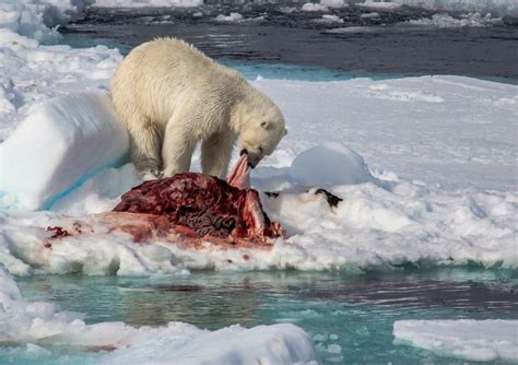 Polar Bear Food Web