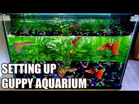 How To Setup a Guppy Tank