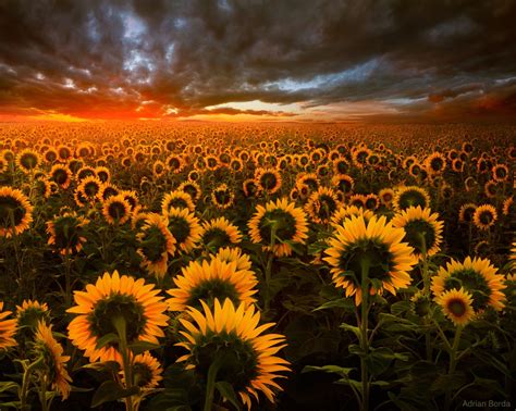 Sunflower Field Wallpaper,HD Flowers Wallpapers,4k Wallpapers,Images,Backgrounds,Photos and Pictures