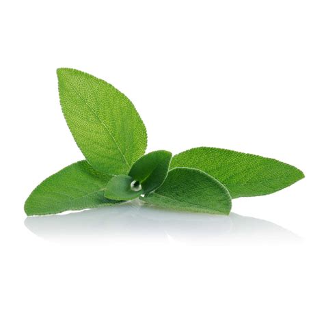 Sage Seeds – GardenGuru