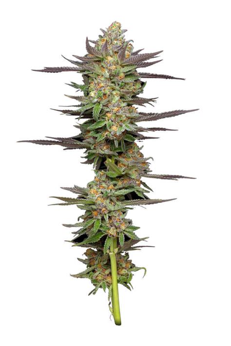 Mint Jelly Auto – Cannabis Seeds for Sale | North Atlantic Seed Co.